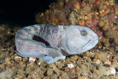 poisson-loup atlantique Anarhichadidae