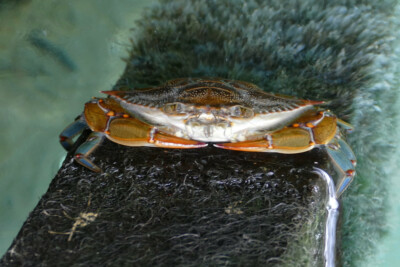 crabe bleu Portunidae