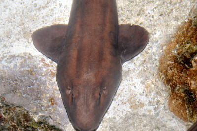 requin-chabot gris Hemiscylliidae