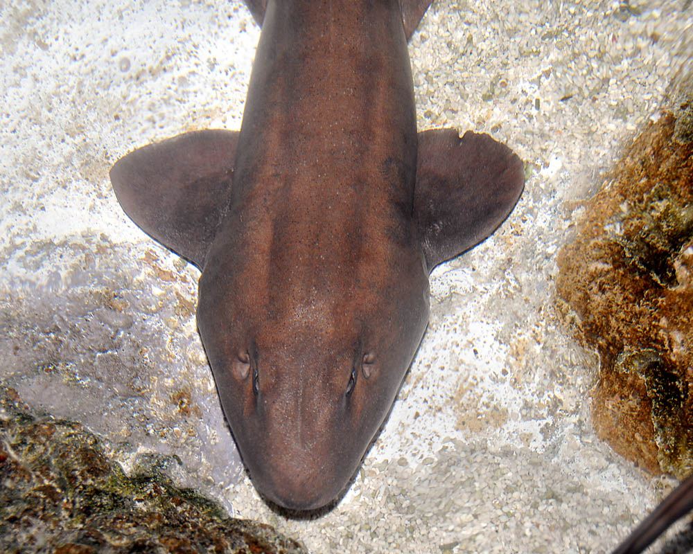 Chiloscyllium griseum