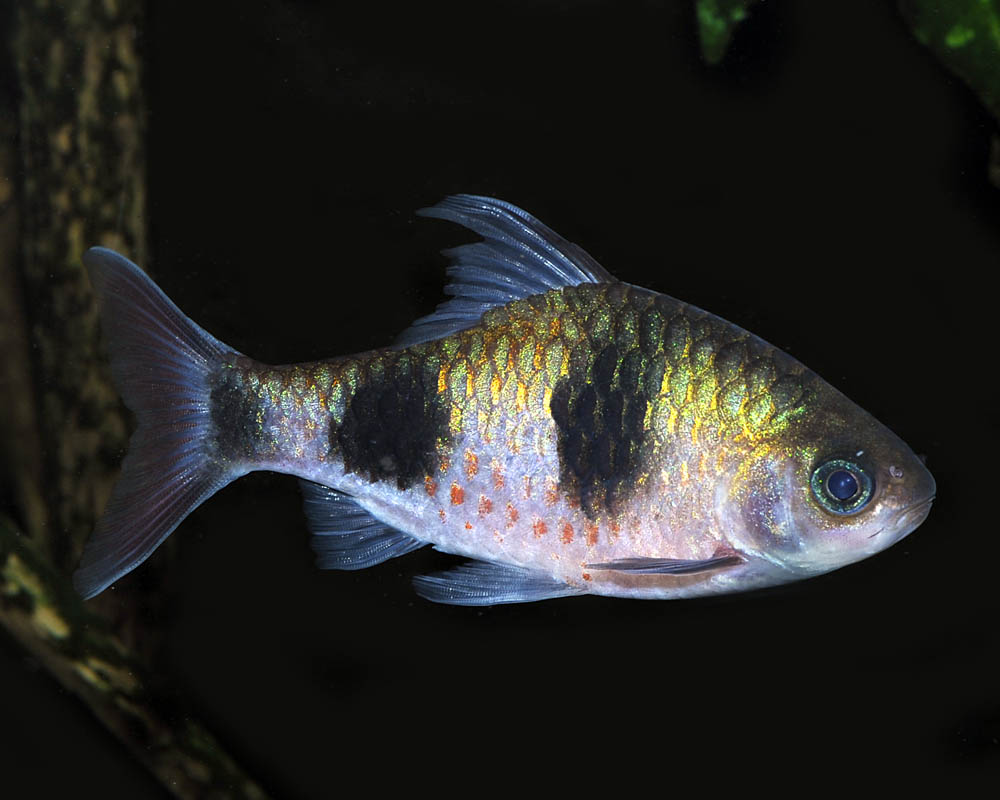 Dawkinsia arulius