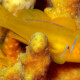 picture of Gobiodon citrinus