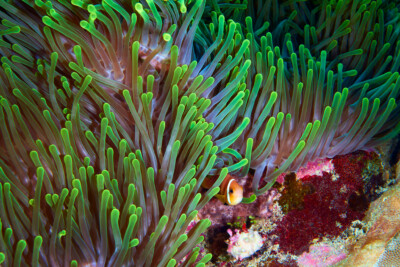 anémone magnifique stichodactylidae