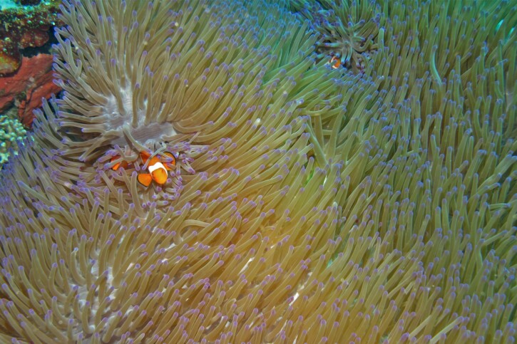 Heteractis magnifica - anémone magnifique