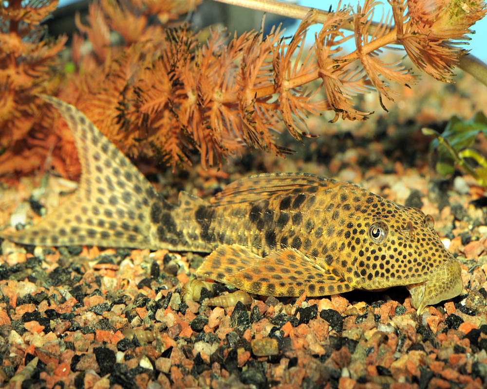 Hypostomus punctatus