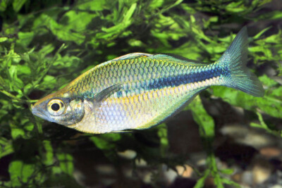 Espèce : Melanotaenia lacustris