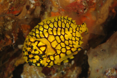 poisson pomme de pin Monocentridae