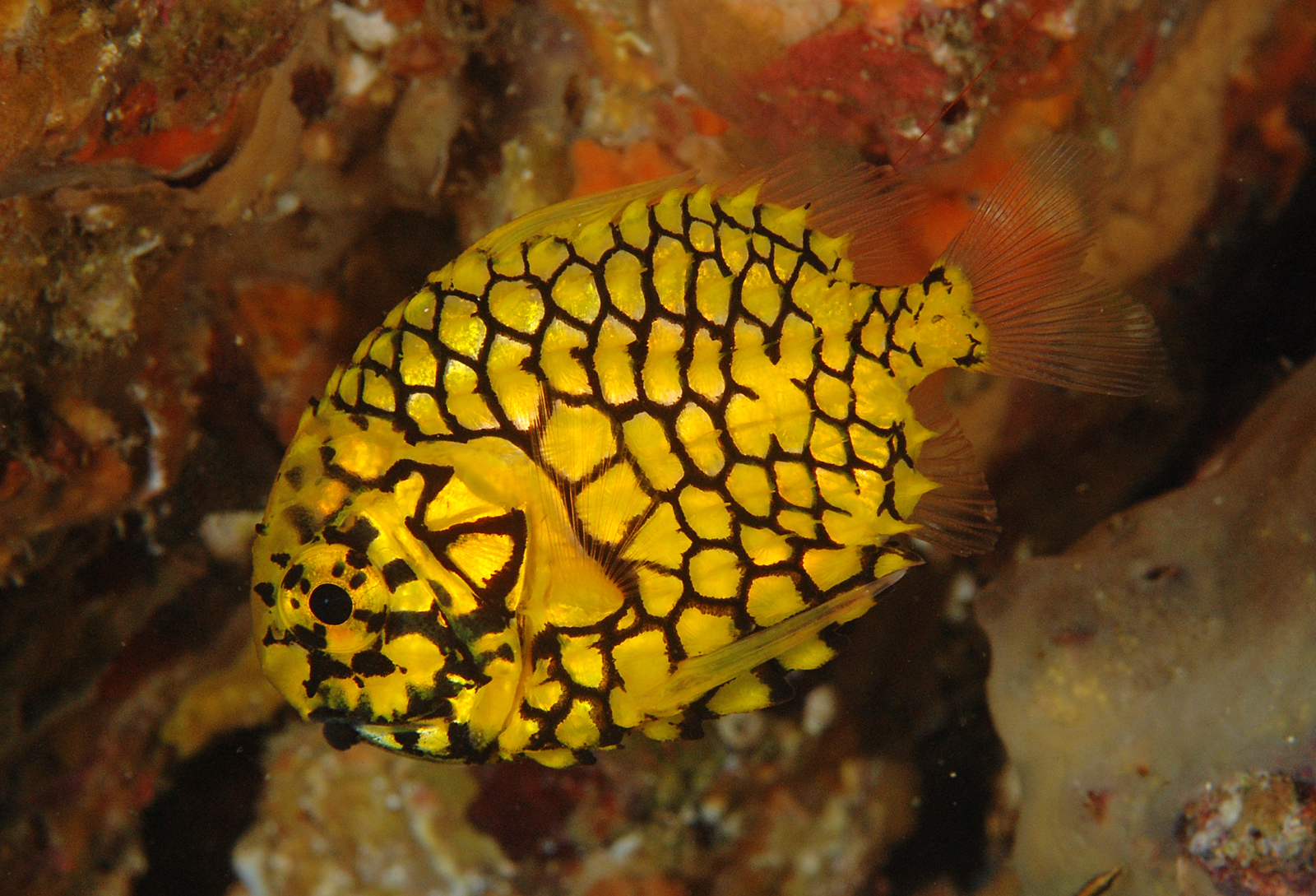 Monocentris japonica