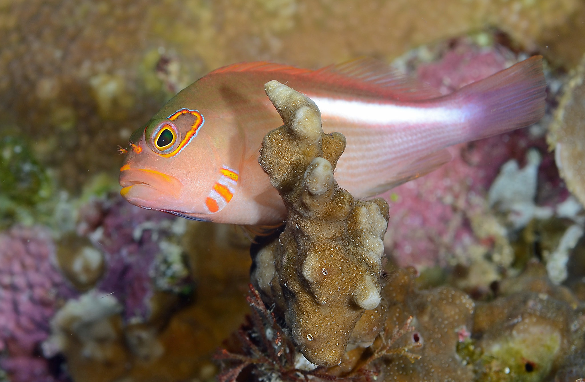 Paracirrhites arcatus