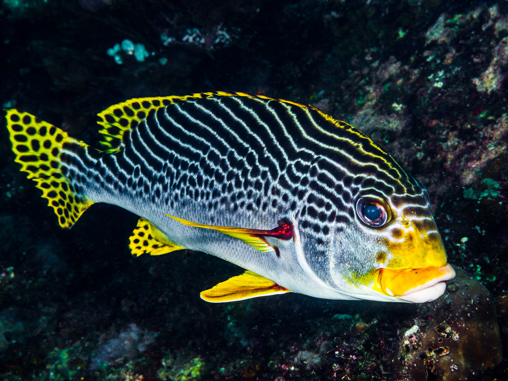 Plectorhinchus lineatus
