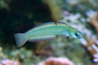poisson-fléchette zébré  Microdesmidae