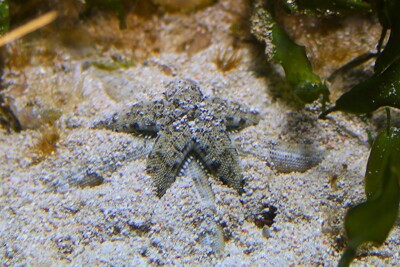 étoile de mer peigne archasteridae