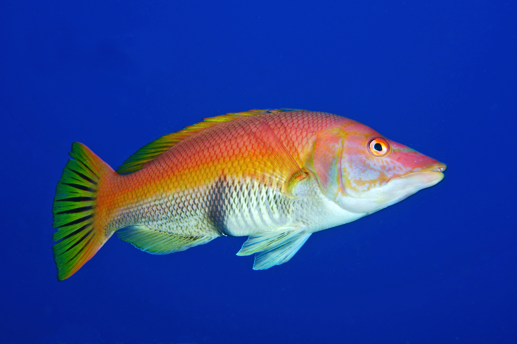 Bodianus scrofa