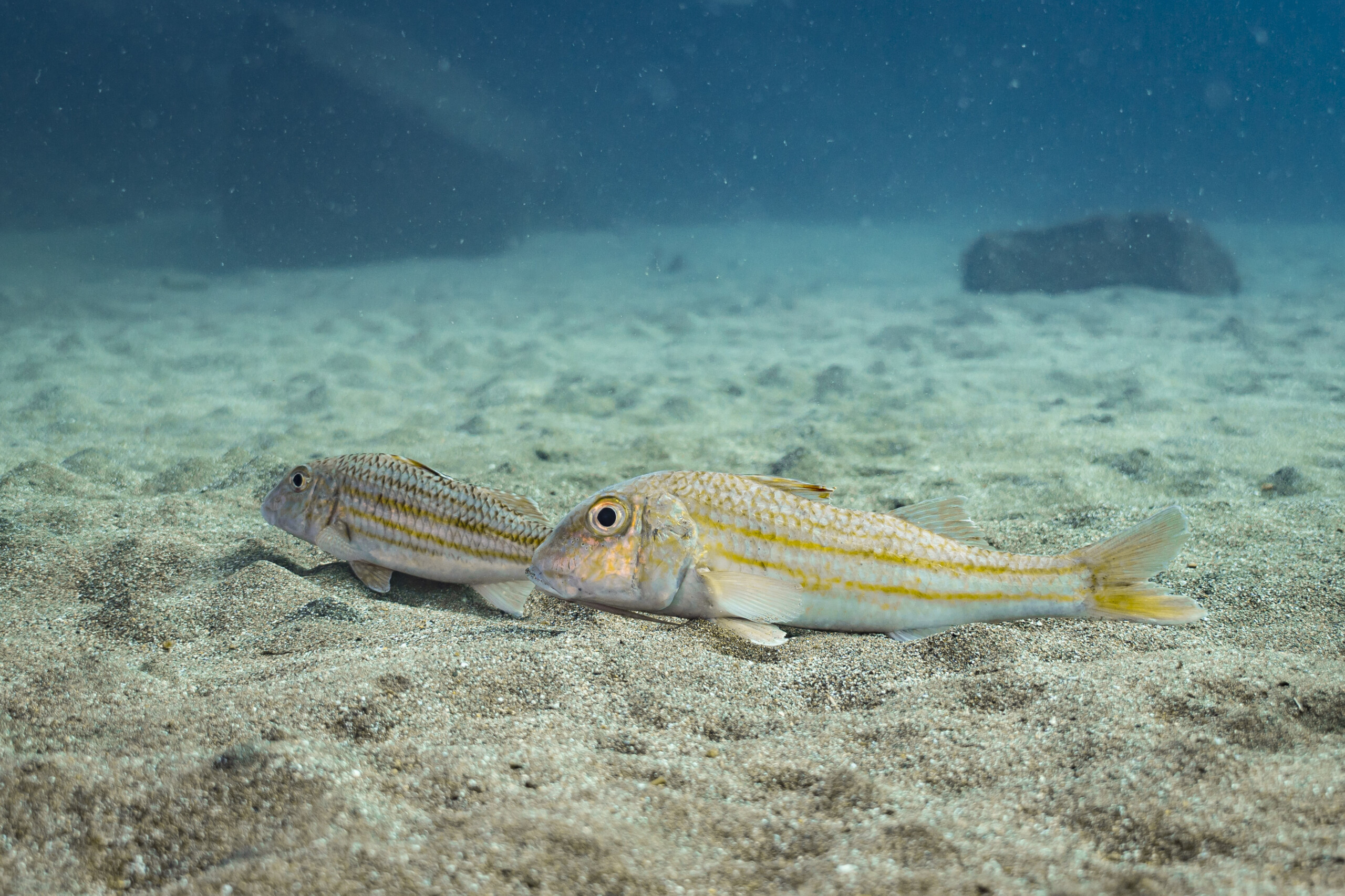 Mullus surmuletus