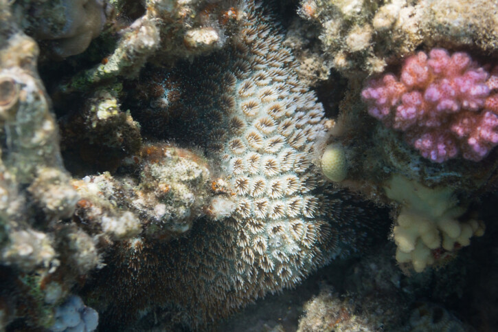 Galaxea fascicularis - corail piquant