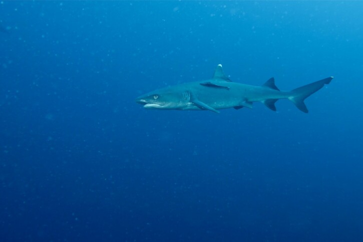 Triaenodon obesus - requin corail