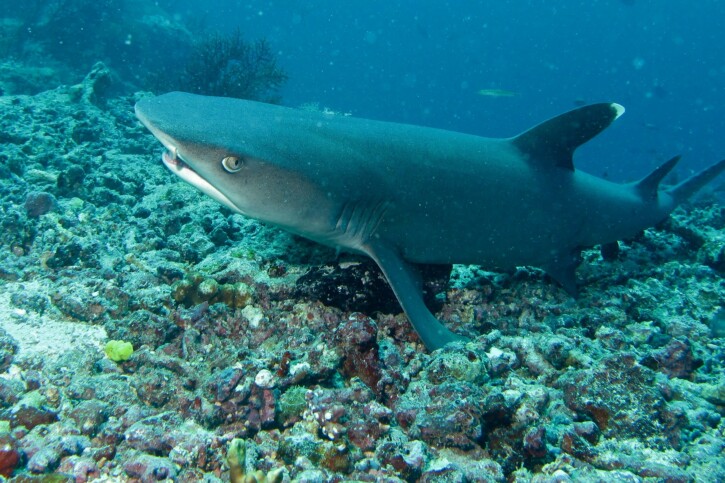 Triaenodon obesus - requin corail