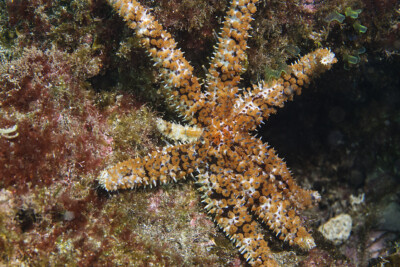étoile de mer épineuse Asteriidae