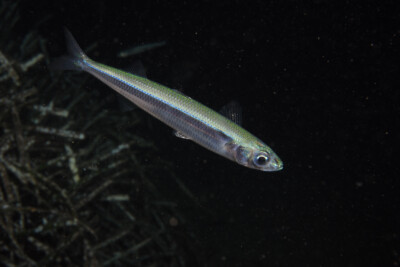 sauclet Atherinidae