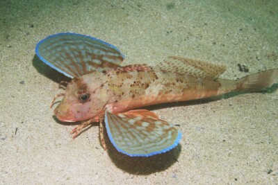 grondin strié Triglidae