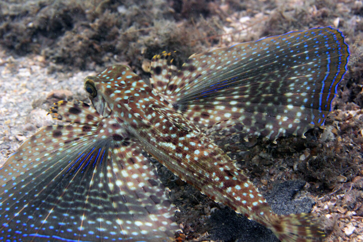 Dactylopterus volitans - grondin volant