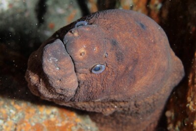murène chocolat Muraenidae