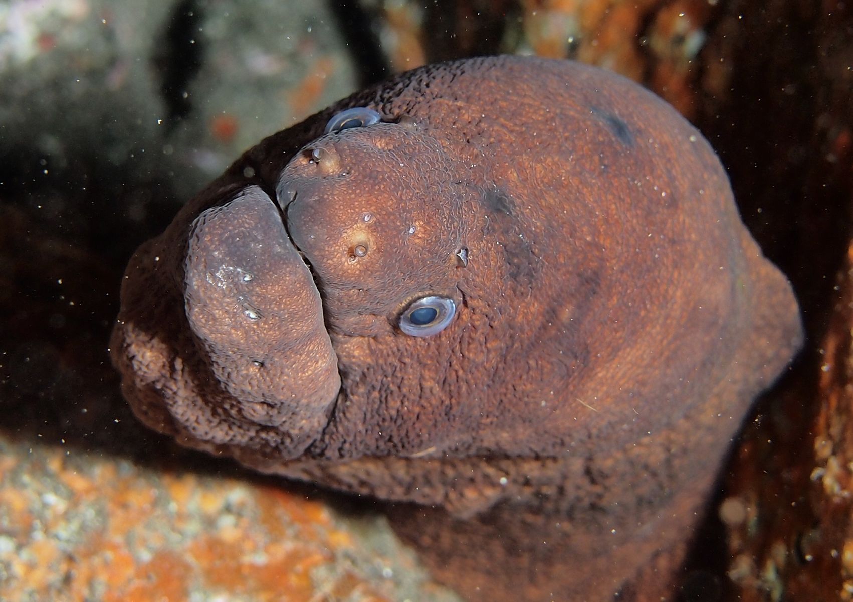 Gymnothorax unicolor