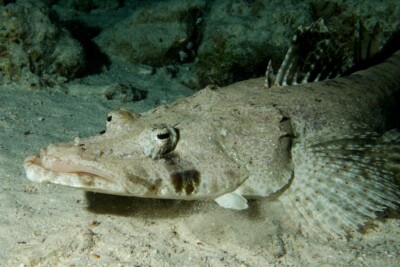 poisson-crocodile tapis Platycephalidae