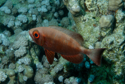 gros-yeux commun Priacanthidae