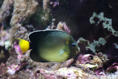 Poisson ange des Indes Pomacanthidae