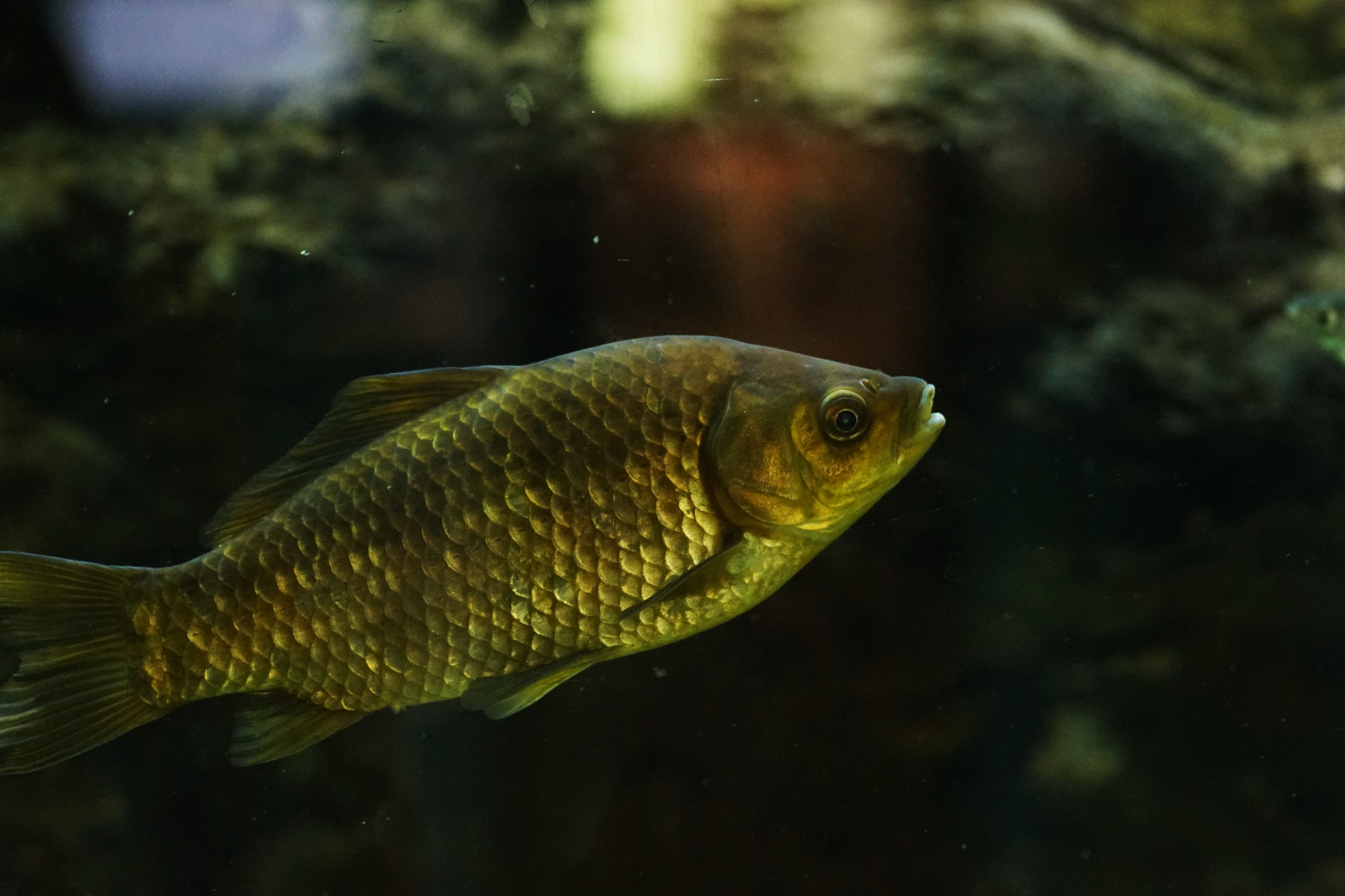 Carassius carassius
