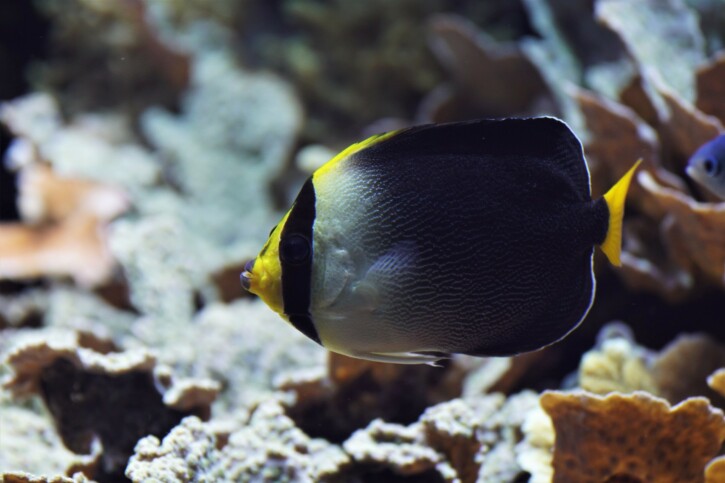 Chaetodontoplus mesoleucus - poisson-ange vermiculé