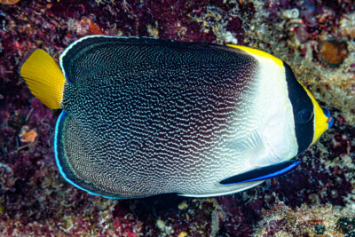 Chaetodontoplus mesoleucus Pomacanthidae