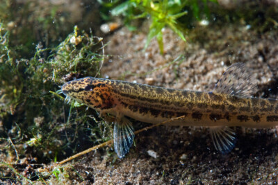 loche de rivière Cobitidae