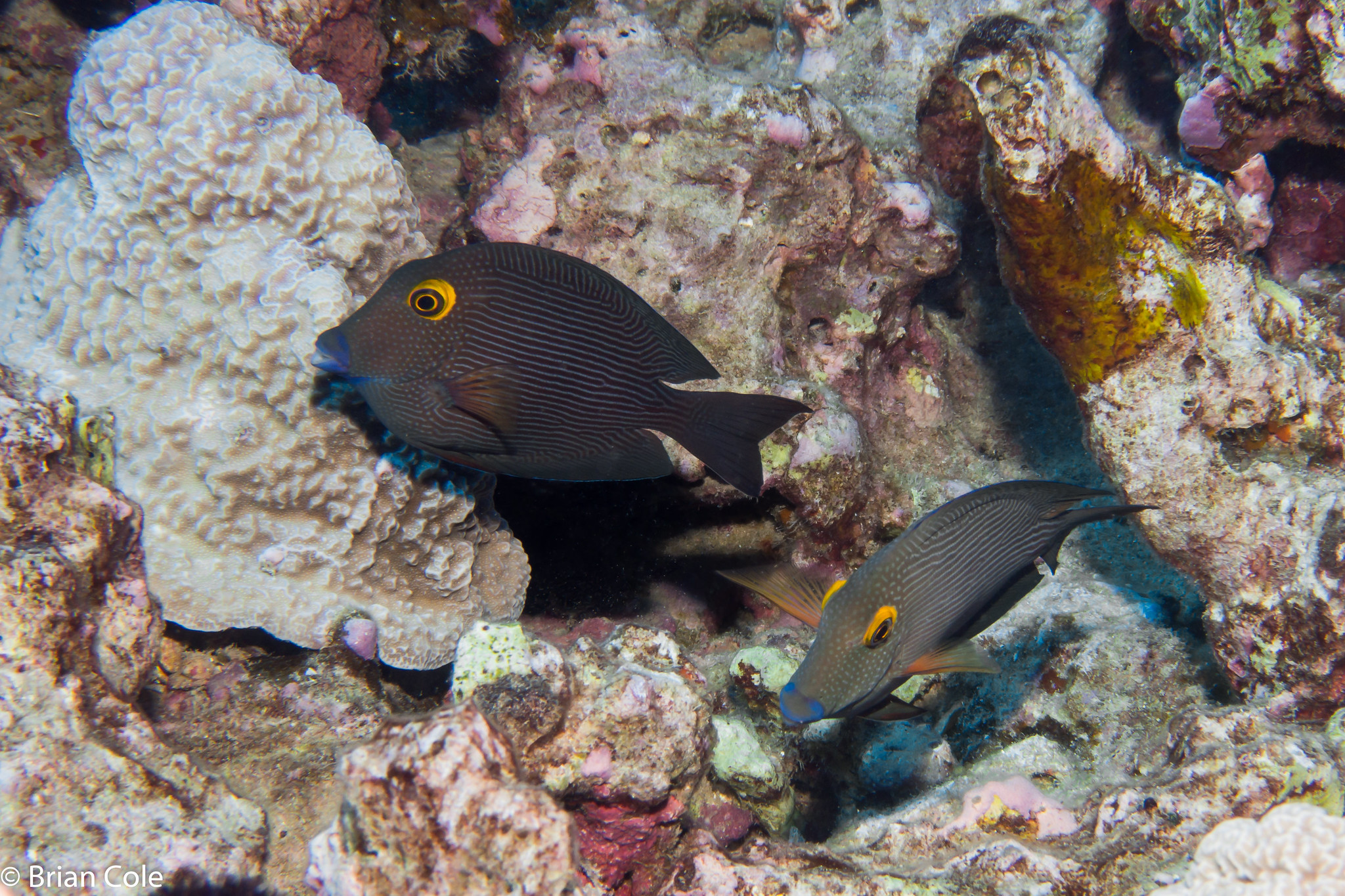 Ctenochaetus strigosus