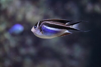 poisson-ange gracieux Pomacanthidae