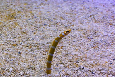 orange-barred garden eel Congridae