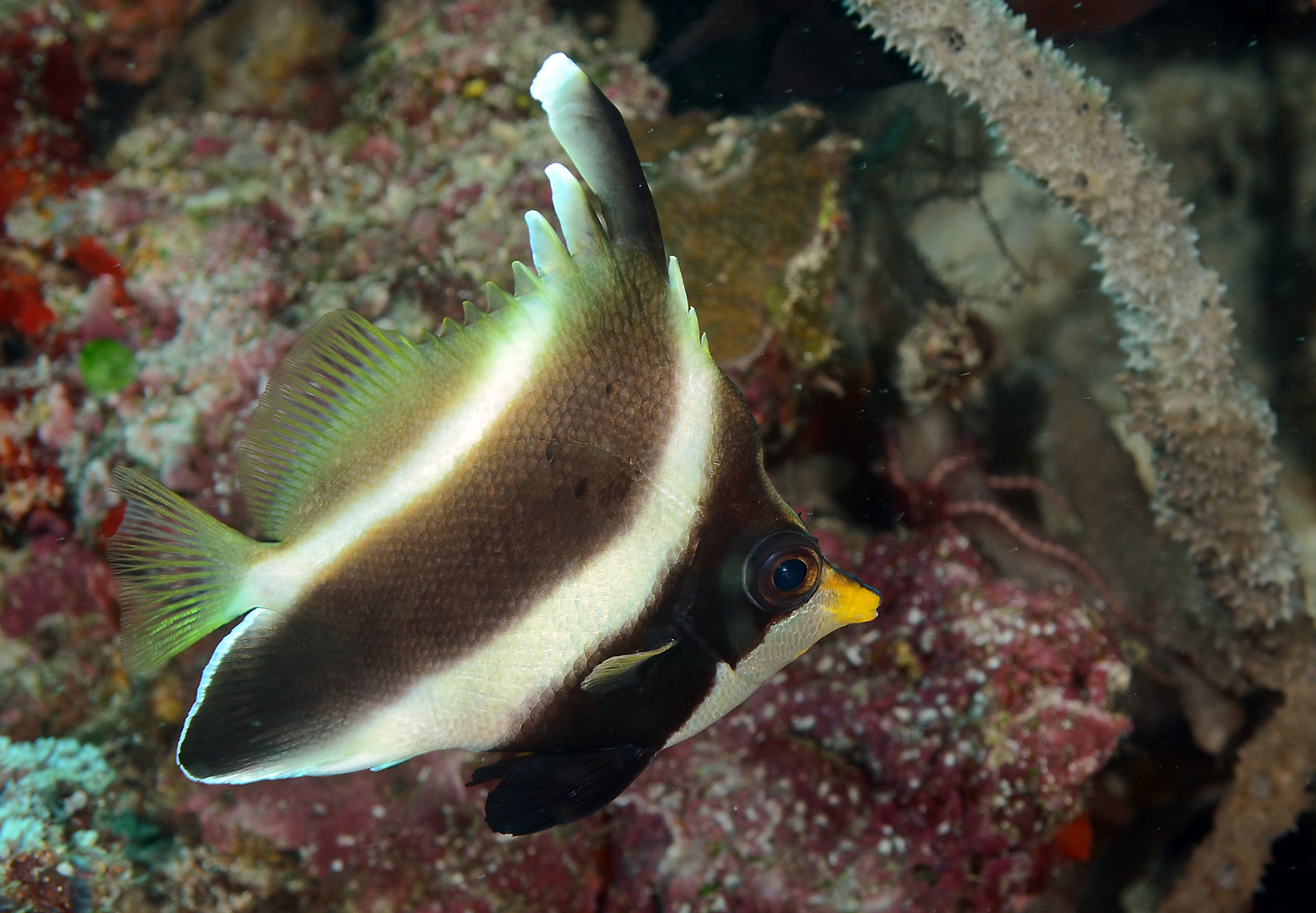 heniochus-chrysostomus