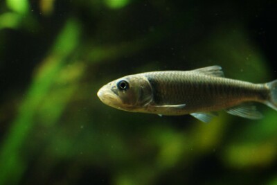 able de Heckel Cyprinidae