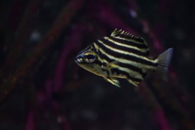 poisson footballeur Kyphosidae