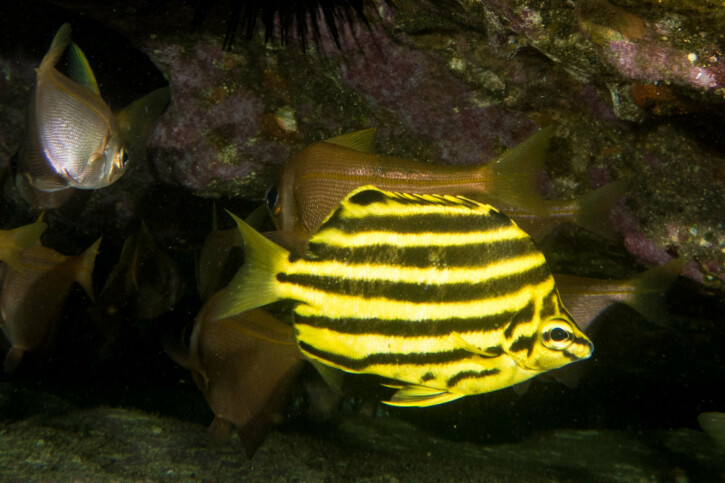 Microcanthus strigatus - poisson footballeur