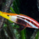 picture of Parupeneus barberinoides