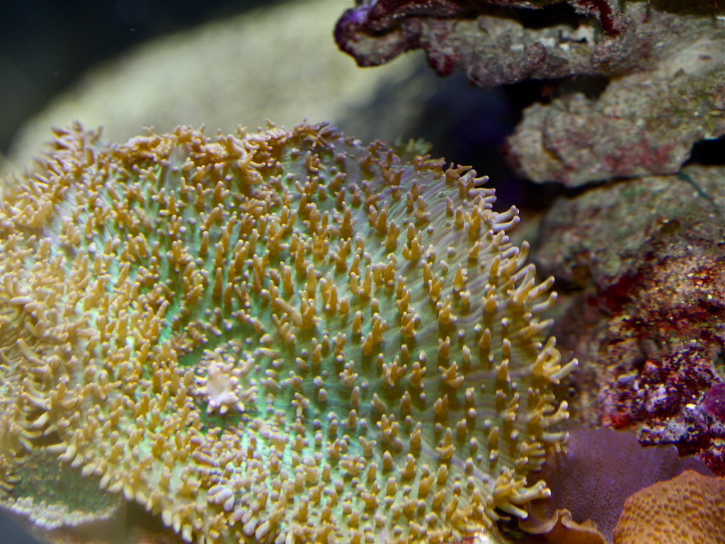 Rhodactis inchoata