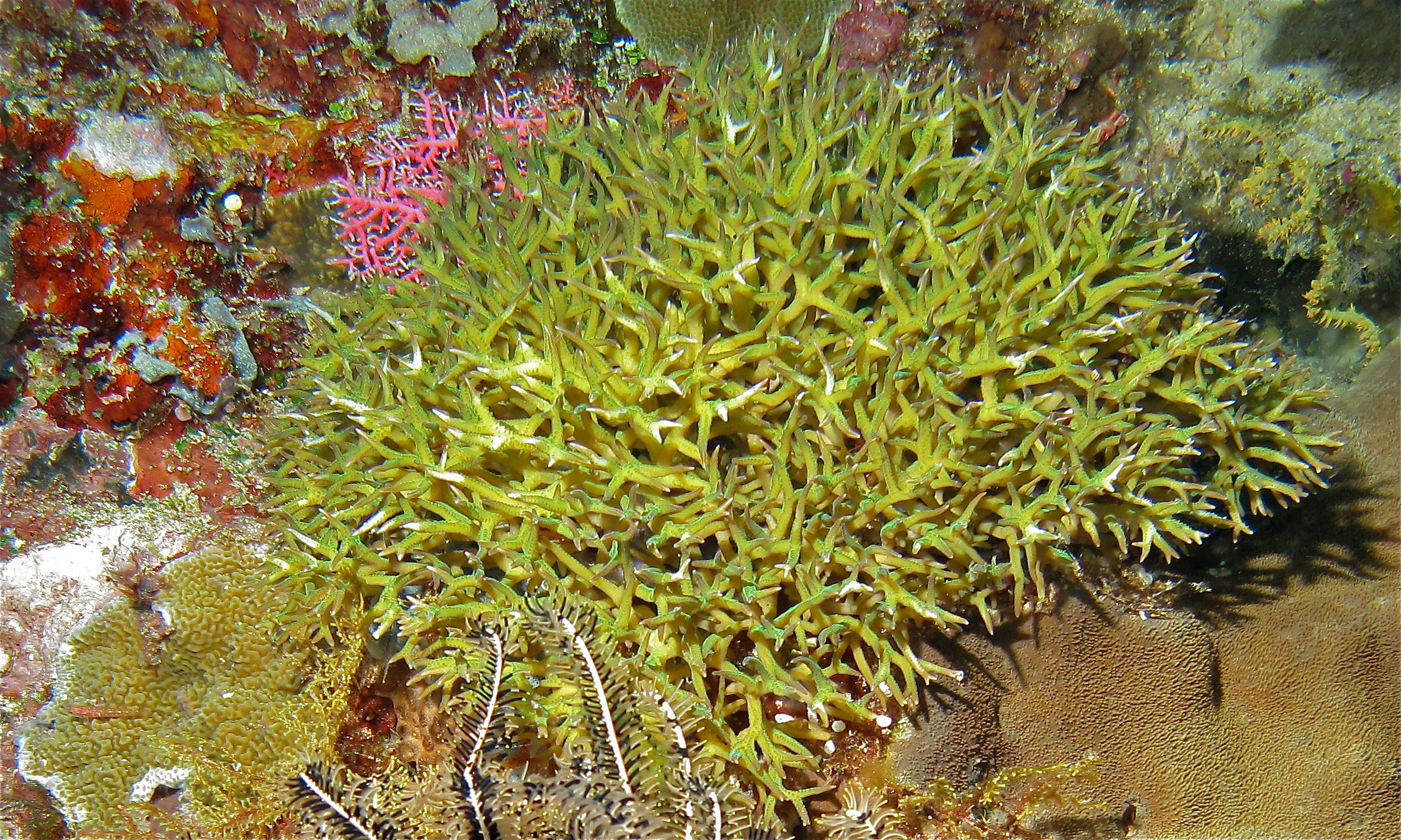 Seriatopora hystrix