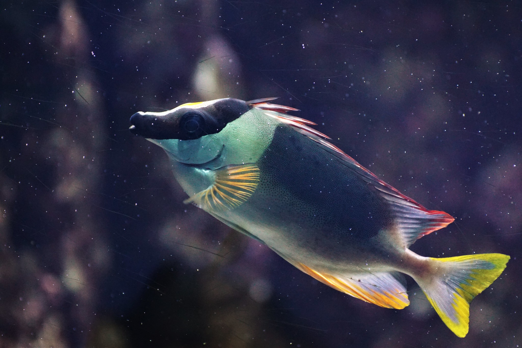 Siganus magnificus