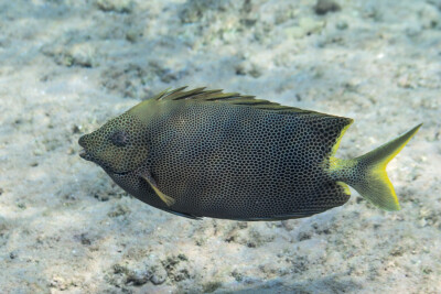Poisson-lapin marguerite Siganidae