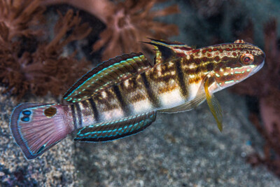 Gobie à bandes Gobiidae