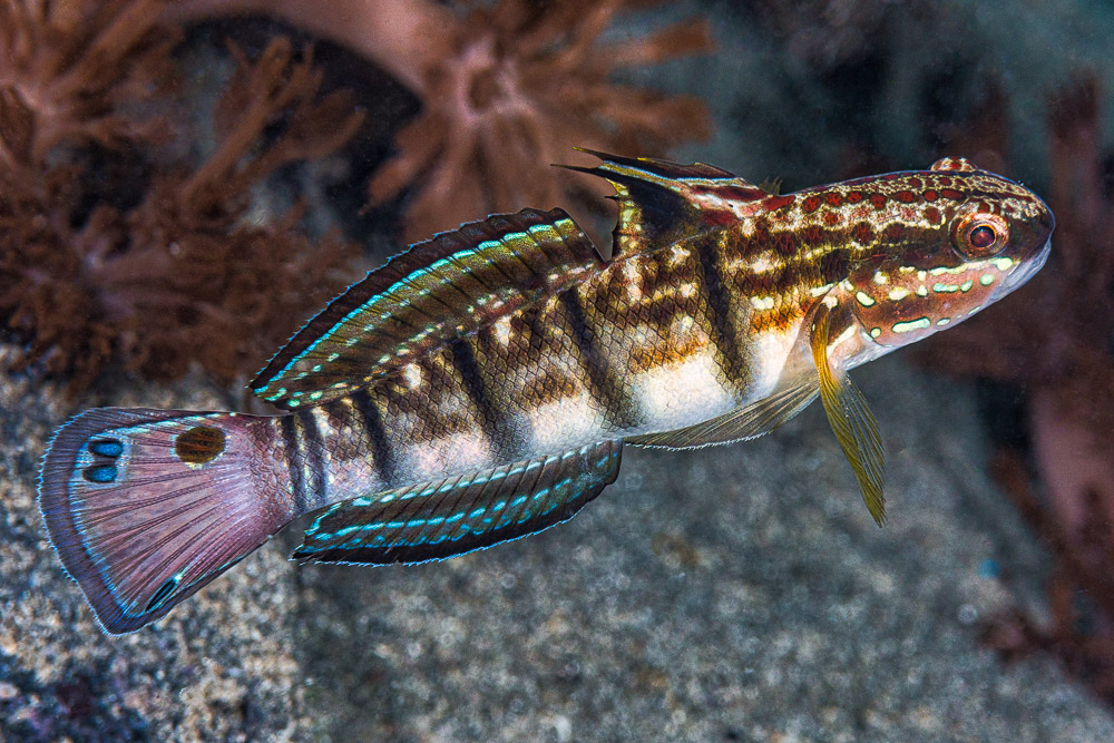 Amblygobius phalaena