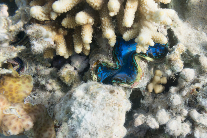 Tridacna maxima - Bénitier commun