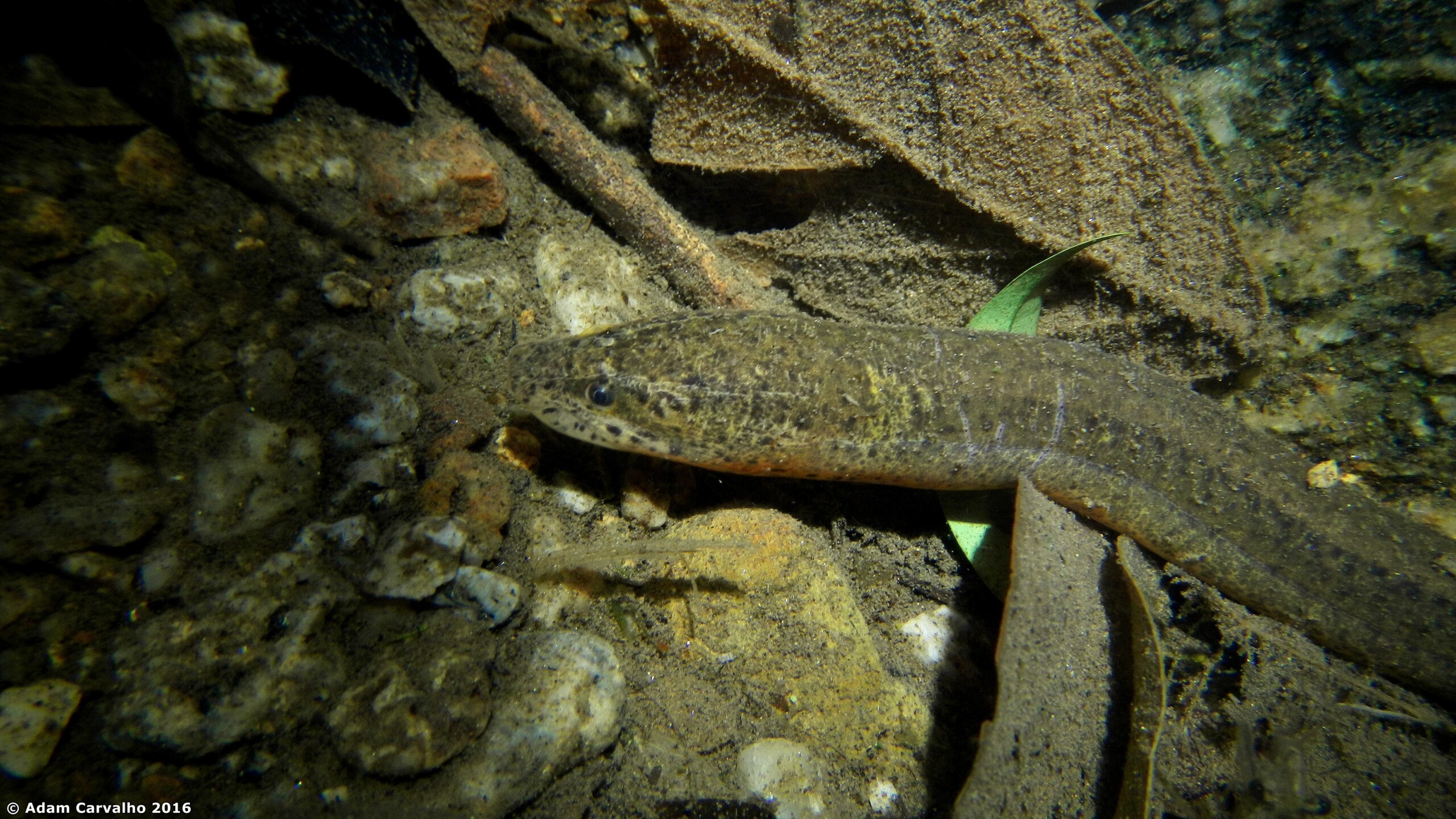 Synbranchus marmoratus
